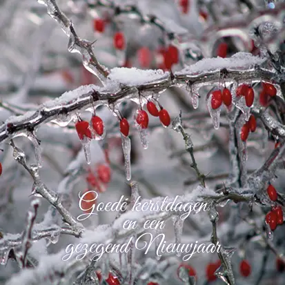 Kerstkaart goede kerstdagen tak met rijp