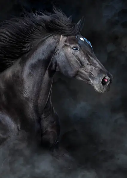 Notitieboek thijs + elastieken sluiting