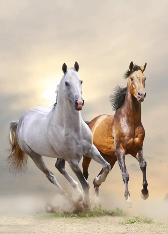 Notitieboek chief & lady