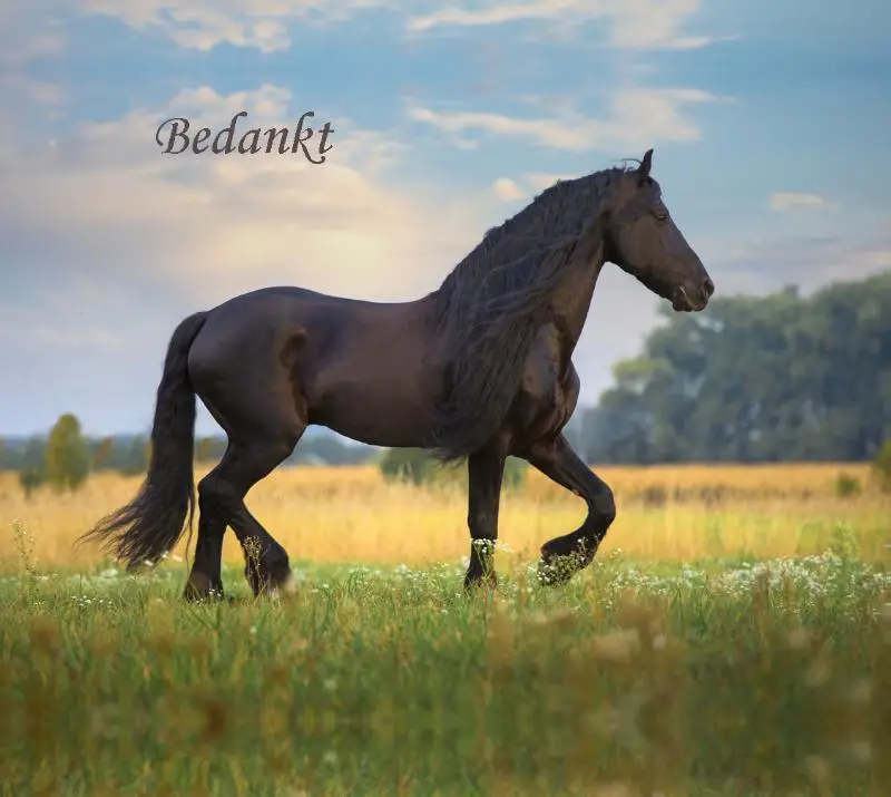 Notitieboek adelheid bedankt