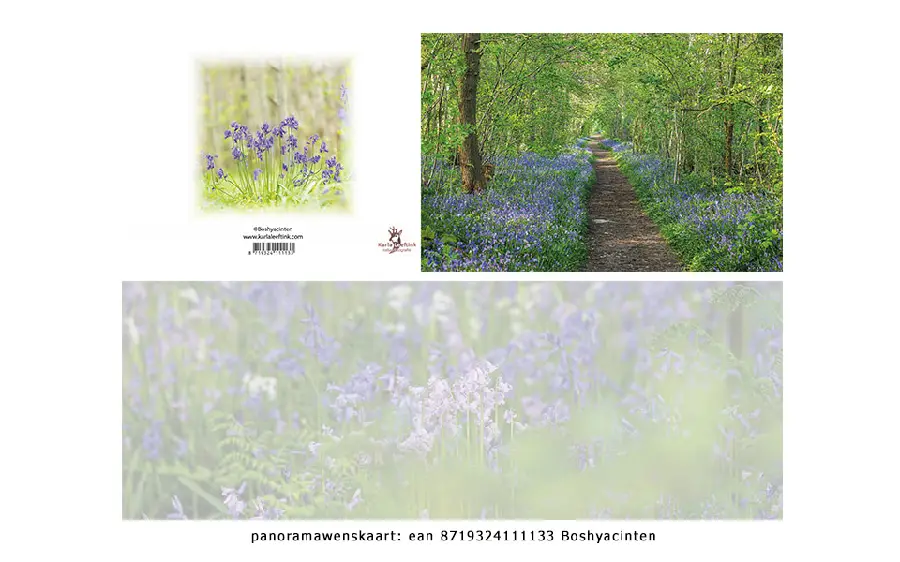 Panoramawenskaart zt boshyacinten