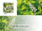 Panoramawenskaart zt kastanje bloesem